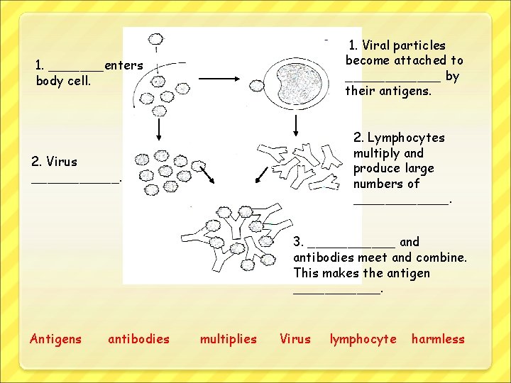 1. Viral particles become attached to ______ by their antigens. 1. _______enters body cell.