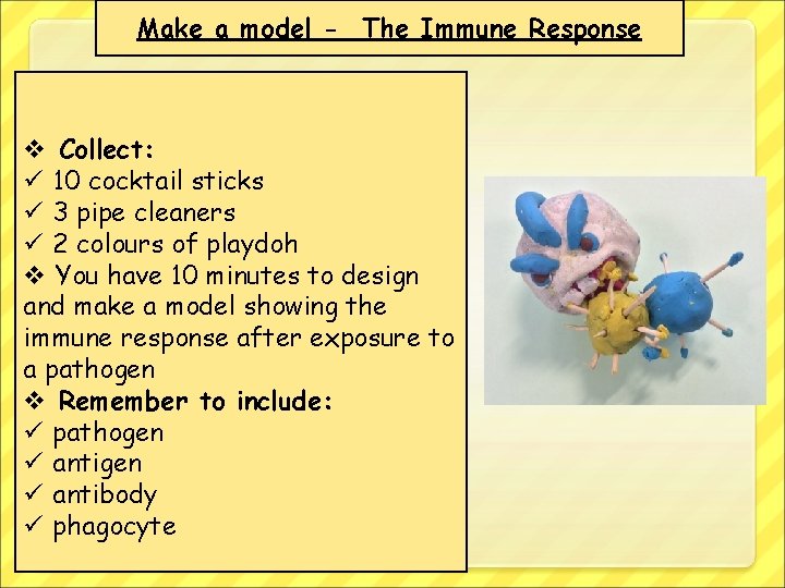Make a model - The Immune Response v Collect: ü 10 cocktail sticks ü