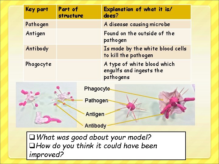 Key part Part of structure Explanation of what it is/ does? Pathogen A disease