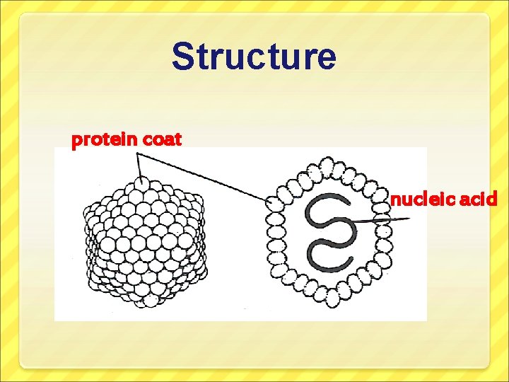 Structure protein coat nucleic acid 