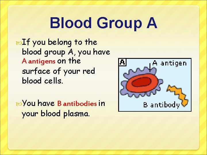 Blood Group A If you belong to the blood group A, you have A