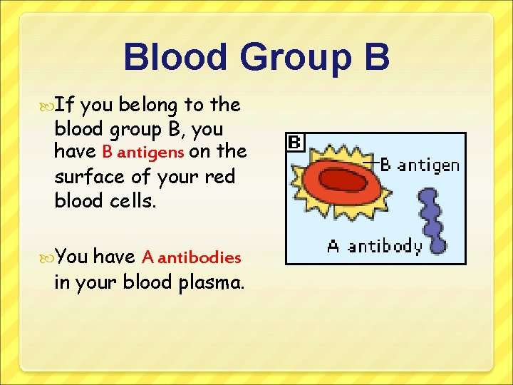 Blood Group B If you belong to the blood group B, you have B