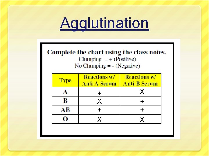 Agglutination + X X + + X 