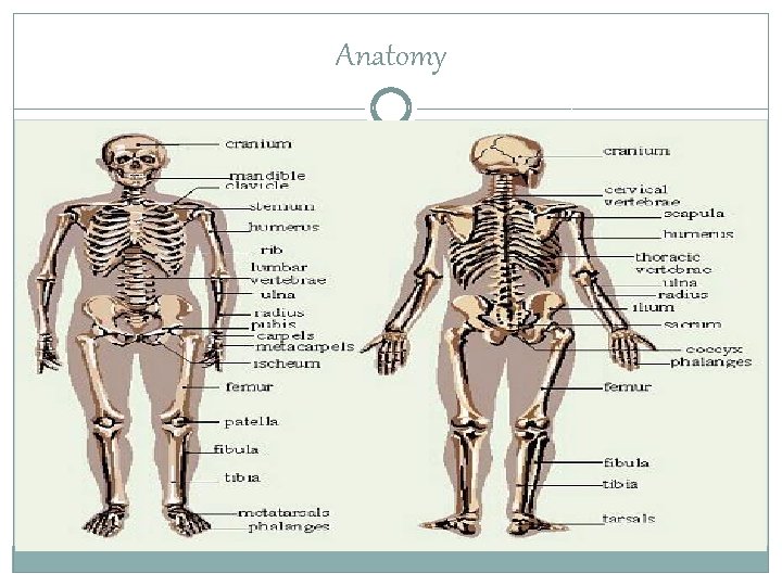 Anatomy 