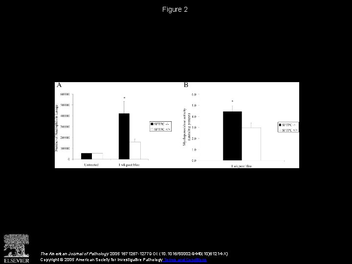 Figure 2 The American Journal of Pathology 2005 1671267 -1277 DOI: (10. 1016/S 0002