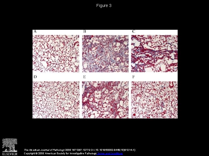 Figure 3 The American Journal of Pathology 2005 1671267 -1277 DOI: (10. 1016/S 0002