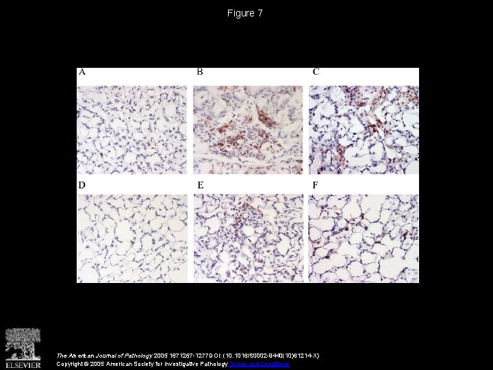 Figure 7 The American Journal of Pathology 2005 1671267 -1277 DOI: (10. 1016/S 0002