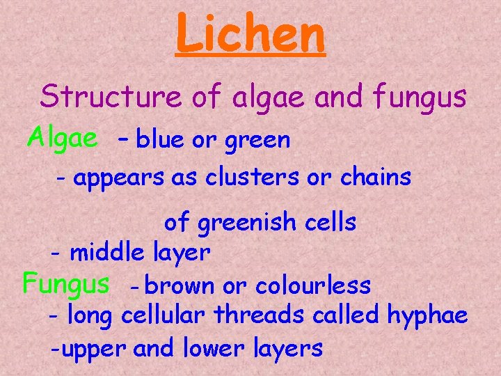 Lichen Structure of algae and fungus Algae – blue or green - appears as