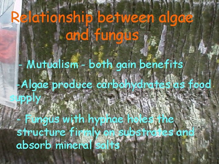 Relationship between algae and fungus - Mutualism - both gain benefits -Algae produce carbohydrates