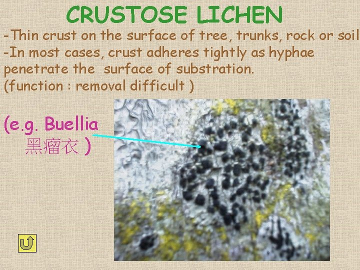 CRUSTOSE LICHEN -Thin crust on the surface of tree, trunks, rock or soil. -In