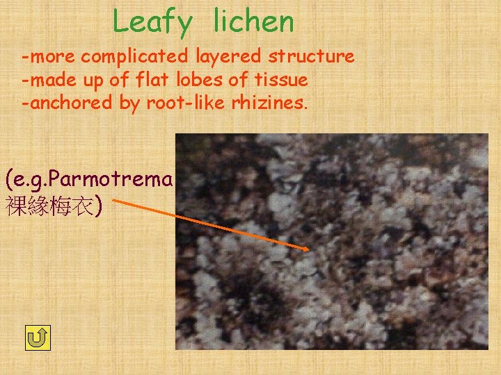 Leafy lichen -more complicated layered structure -made up of flat lobes of tissue -anchored