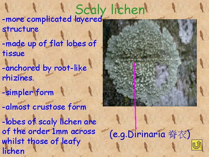 Scaly lichen -more complicated layered structure -made up of flat lobes of tissue -anchored