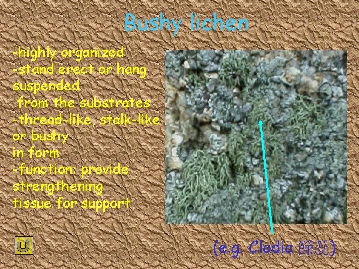 Bushy lichen -highly organized -stand erect or hang suspended from the substrates -thread-like, stalk-like