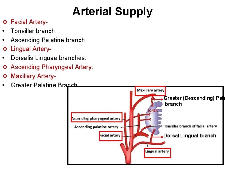 Arterial Supply v • • v v • Facial Artery. Tonsillar branch. Ascending Palatine