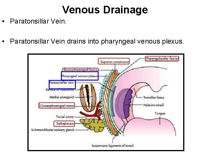 Venous Drainage • Paratonsillar Vein drains into pharyngeal venous plexus. 