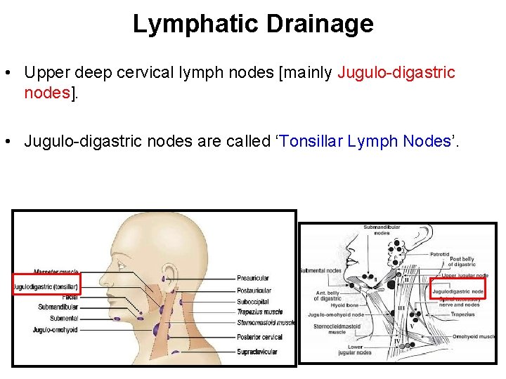 Lymphatic Drainage • Upper deep cervical lymph nodes [mainly Jugulo-digastric nodes]. • Jugulo-digastric nodes