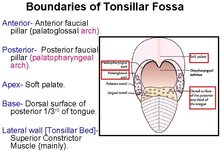 Boundaries of Tonsillar Fossa Anterior- Anterior faucial pillar (palatoglossal arch). Posterior- Posterior faucial pillar