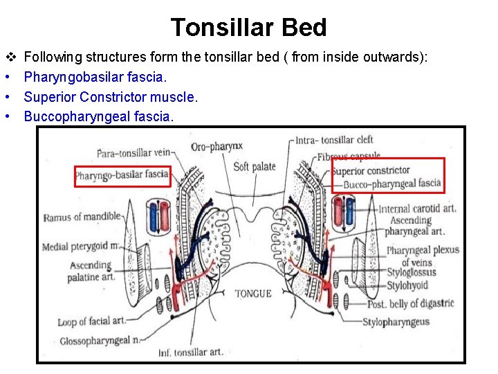 Tonsillar Bed v • • • Following structures form the tonsillar bed ( from