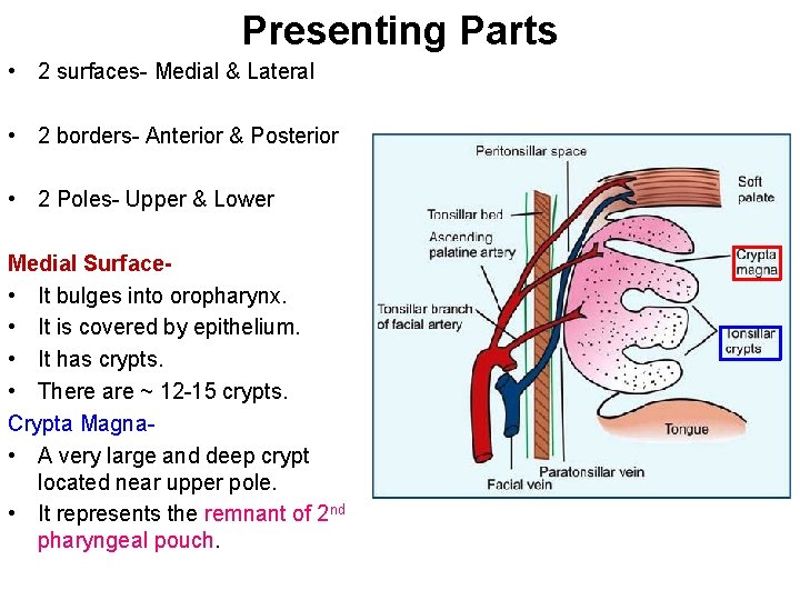 Presenting Parts • 2 surfaces- Medial & Lateral • 2 borders- Anterior & Posterior