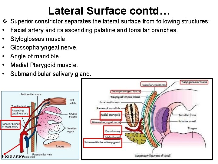 Lateral Surface contd… v • • • Superior constrictor separates the lateral surface from