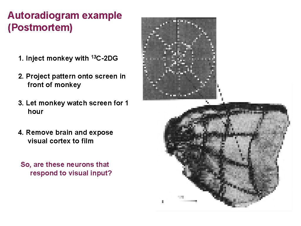 Autoradiogram example (Postmortem) 1. Inject monkey with 13 C-2 DG 2. Project pattern onto