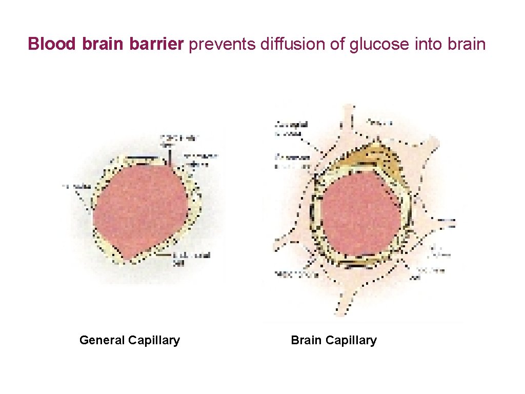 Blood brain barrier prevents diffusion of glucose into brain General Capillary Brain Capillary 