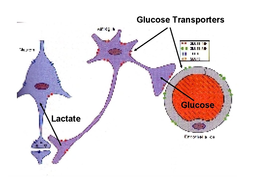 Glucose Transporters Glucose Lactate 