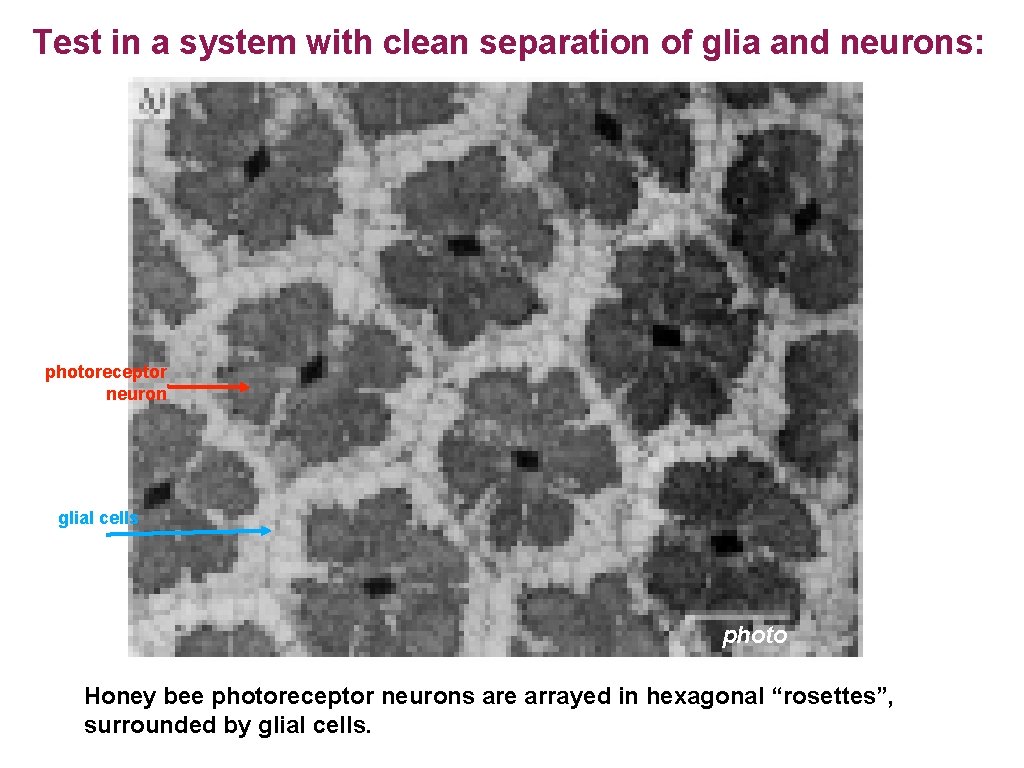 Test in a system with clean separation of glia and neurons: photoreceptor neuron glial