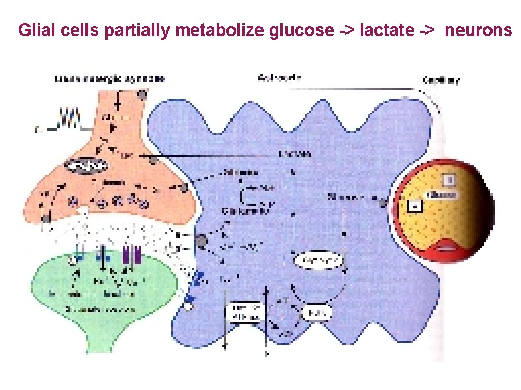Glial cells partially metabolize glucose -> lactate -> neurons 