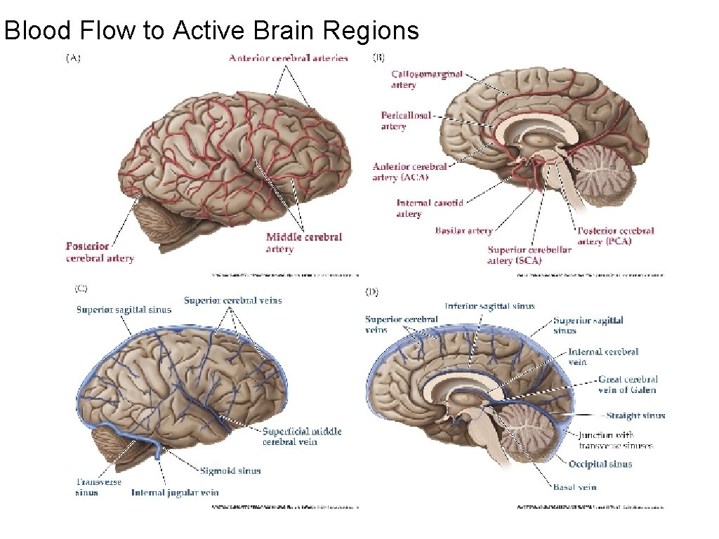 Blood Flow to Active Brain Regions 
