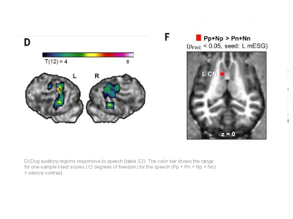 D) Dog auditory regions responsive to speech (table S 2). The color bar shows