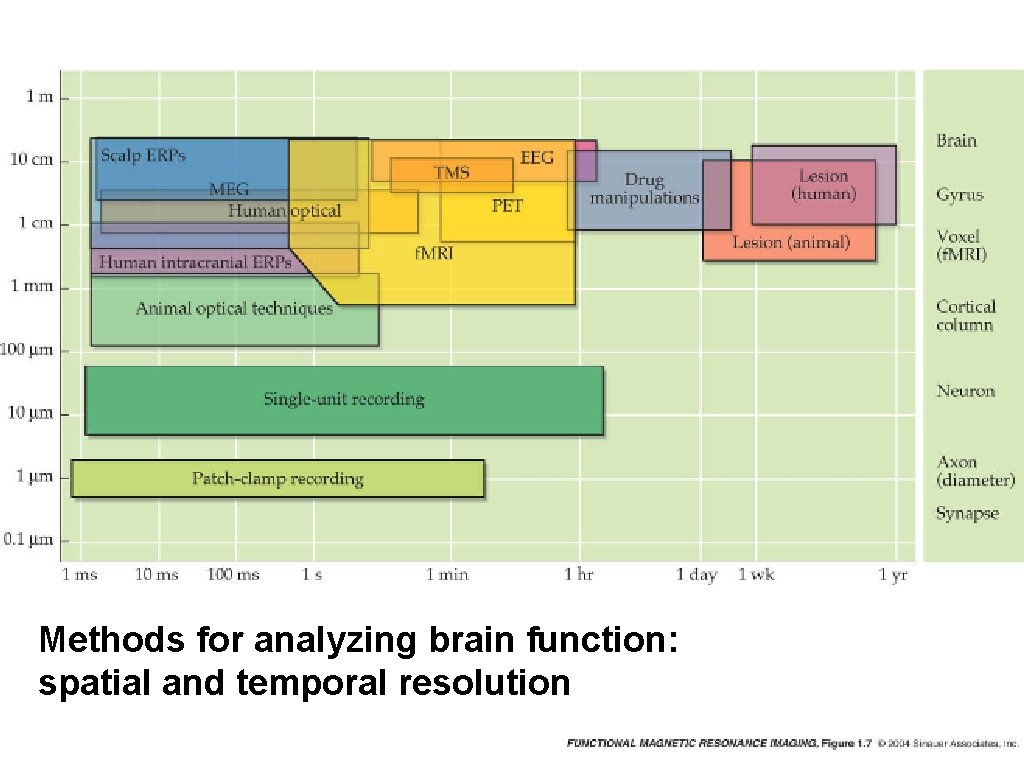 Methods for analyzing brain function: spatial and temporal resolution 