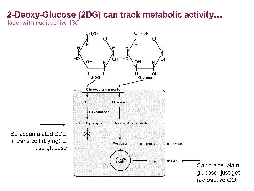 2 -Deoxy-Glucose (2 DG) can track metabolic activity… label with radioactive 13 C So