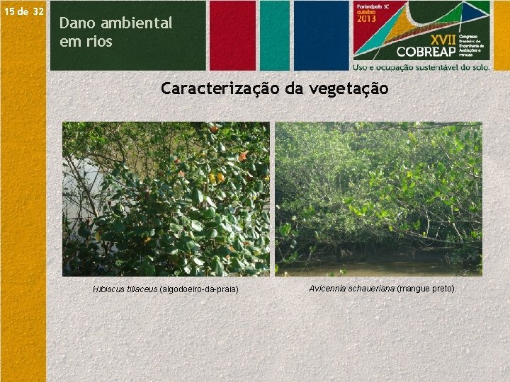 15 de 32 Dano ambiental em rios Caracterização da vegetação Hibiscus tiliaceus (algodoeiro-da-praia) Avicennia