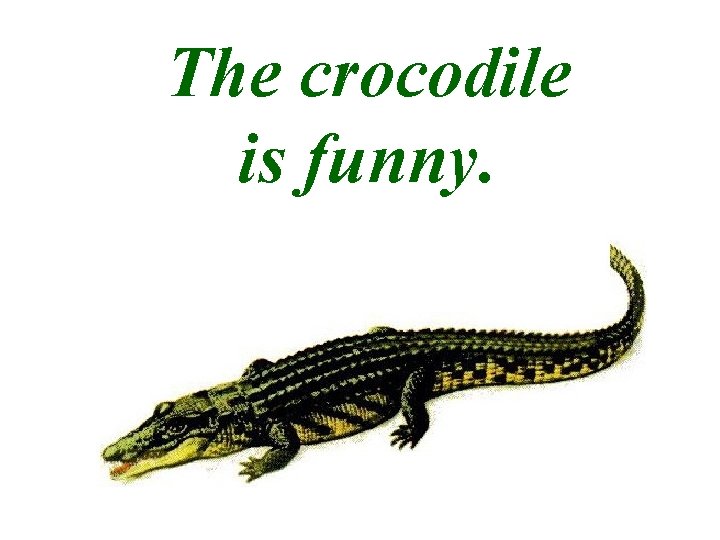 The crocodile is funny. 