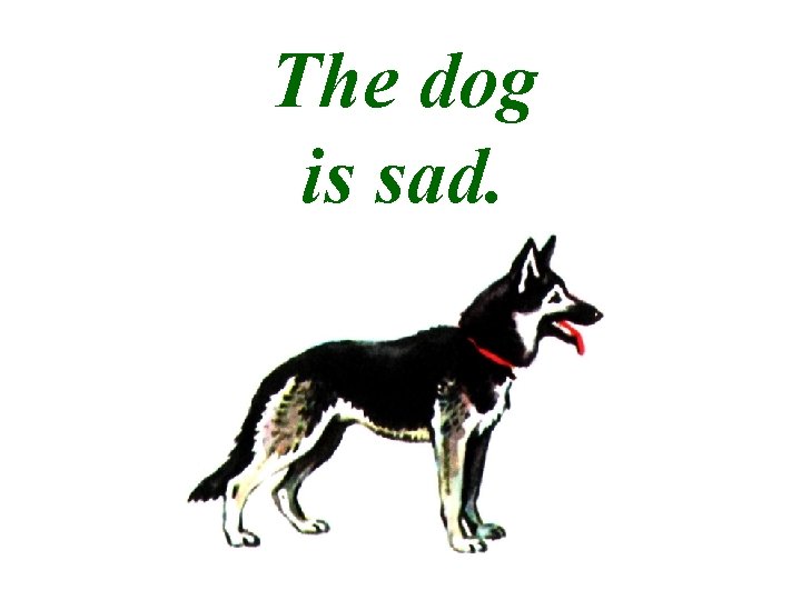 The dog is sad. 