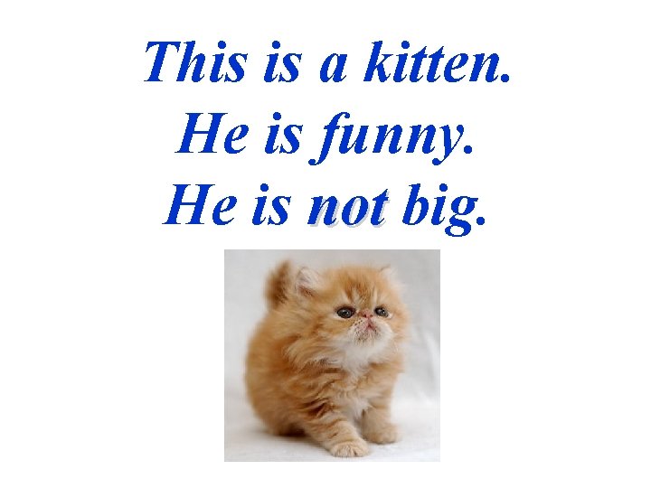 This is a kitten. He is funny. He is not big. 