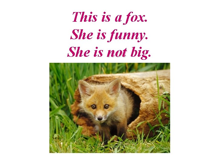 This is a fox. She is funny. She is not big. 
