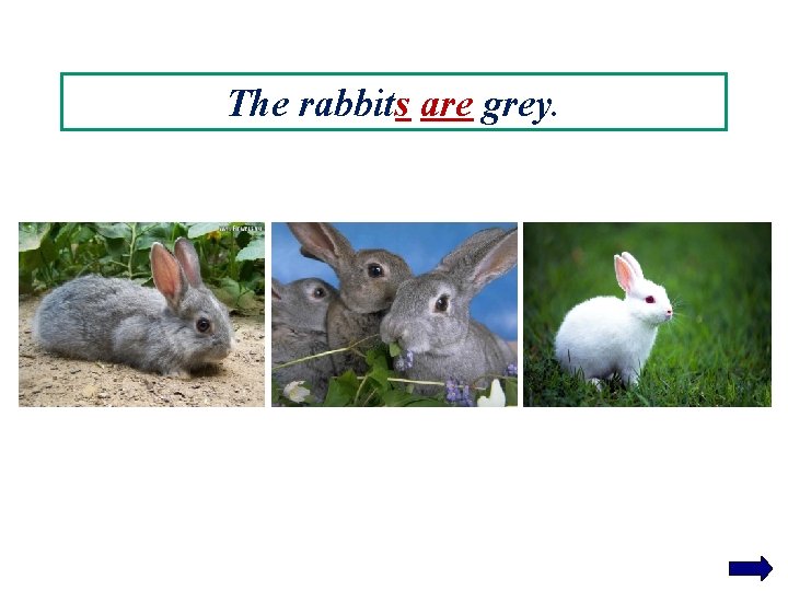 The rabbits are grey. 