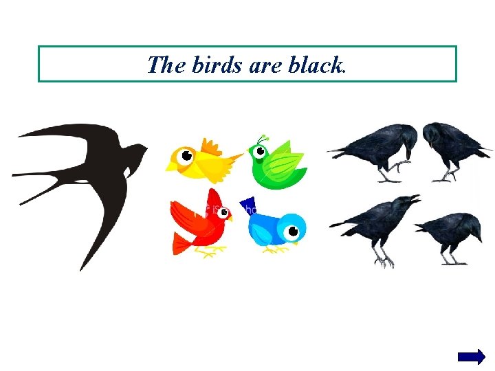 The birds are black. 