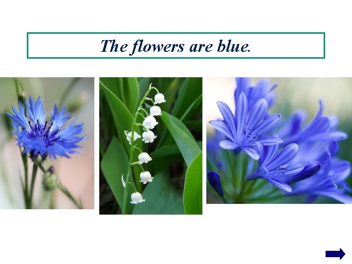 The flowers are blue. 