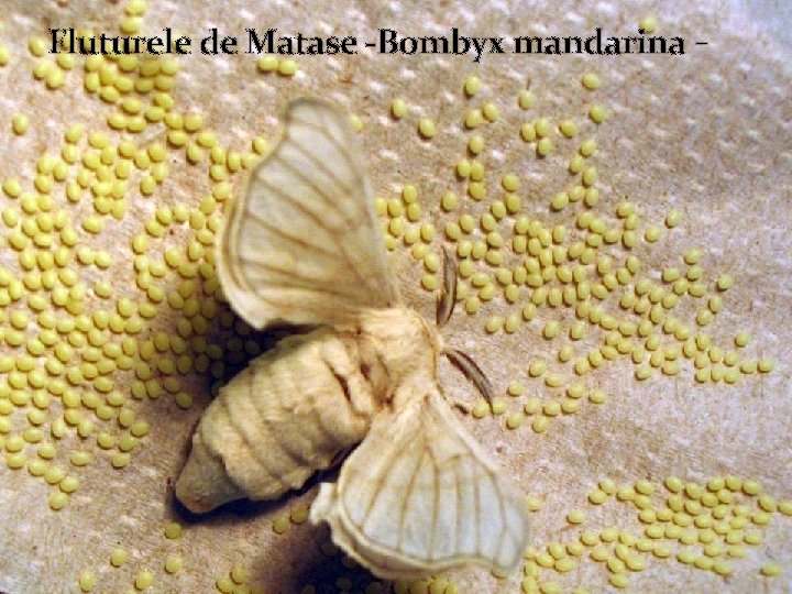 Fluturele de Matase -Bombyx mandarina - 