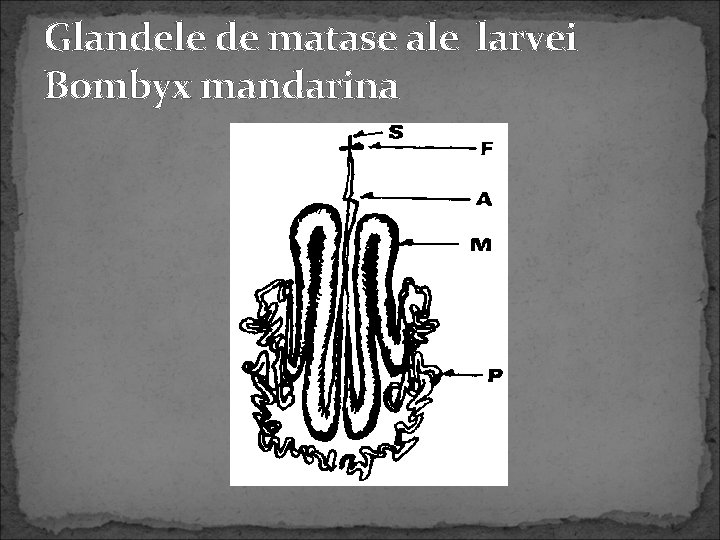 Glandele de matase ale larvei Bombyx mandarina 