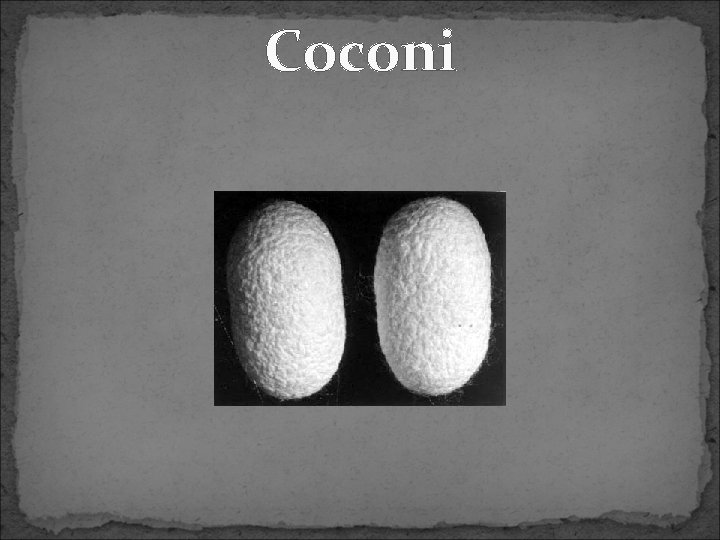 Coconi 