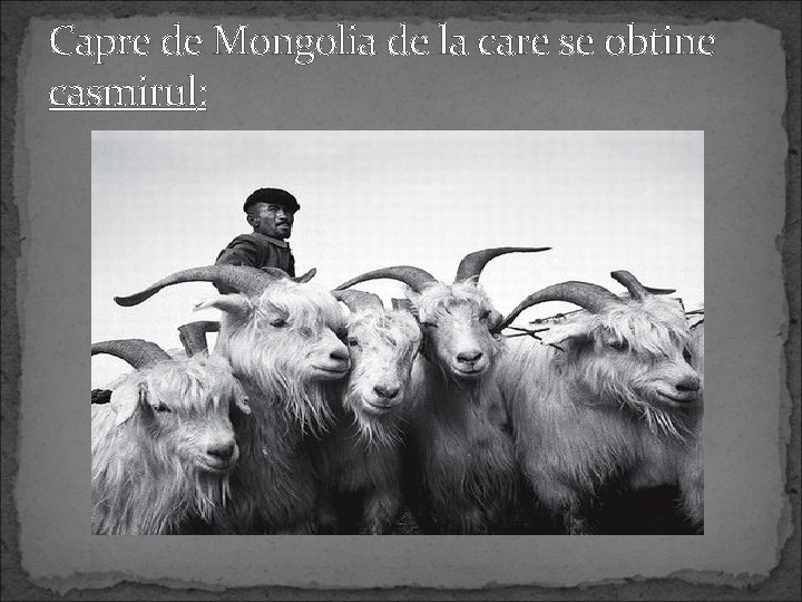 Capre de Mongolia de la care se obtine casmirul: 