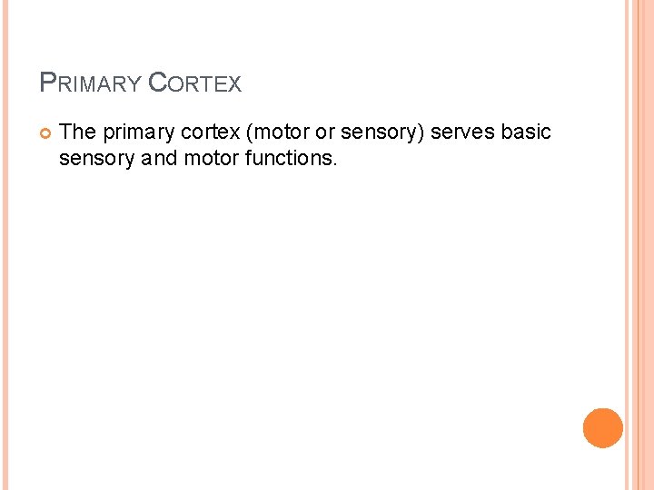 PRIMARY CORTEX The primary cortex (motor or sensory) serves basic sensory and motor functions.