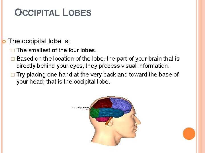 OCCIPITAL LOBES The occipital lobe is: � The smallest of the four lobes. �