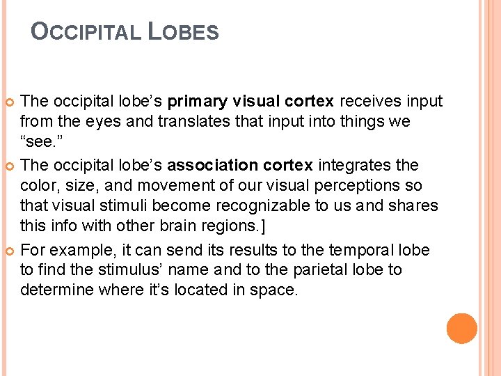 OCCIPITAL LOBES The occipital lobe’s primary visual cortex receives input from the eyes and