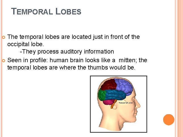 TEMPORAL LOBES The temporal lobes are located just in front of the occipital lobe.