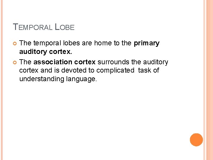 TEMPORAL LOBE The temporal lobes are home to the primary auditory cortex. The association